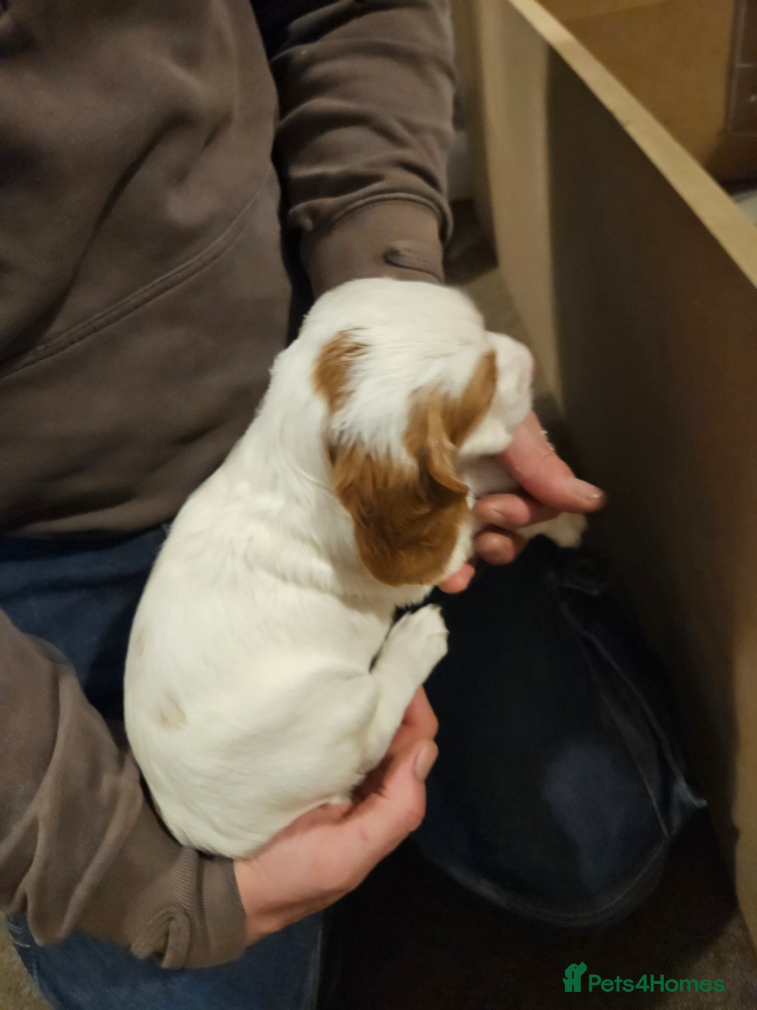 Cocker Spaniel dogs for sale: KC Working Cocker Spaniel Puppies - Advert 14