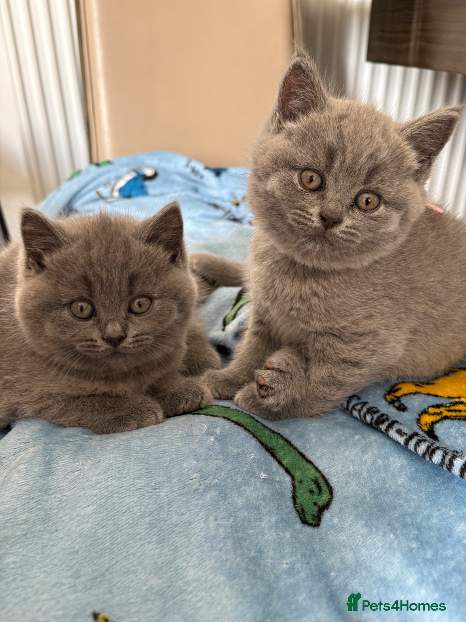 British Shorthair cats for sale: British shortcut - Advert 2