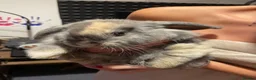 Mixed Breed rabbits for sale: Diesel in Sheerness - Advert 3