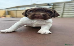 English Springer Spaniel dogs for sale: English Springer Spaniel pups - Image 5