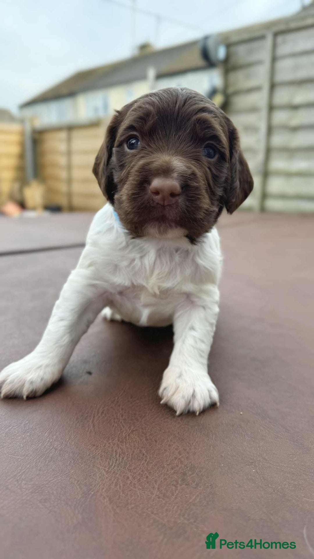 English Springer Spaniel dogs for sale: English Springer Spaniel pups - Image 5