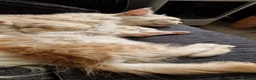 Maine Coon cats for sale: 3xmale 1 x Female maine coon kittens - Advert 9