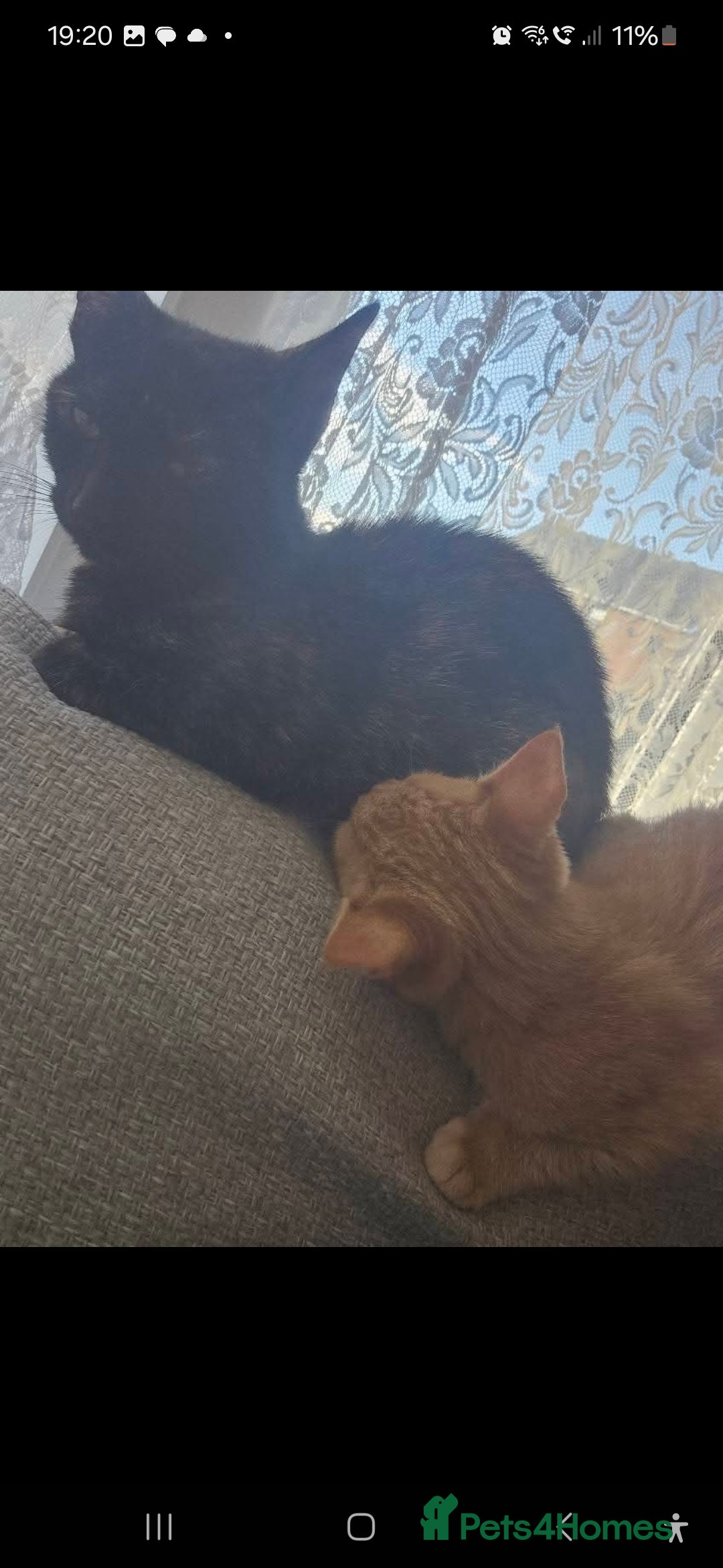 Mixed Breed cats for sale: Female and Male - Advert 3