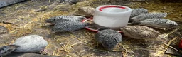 Quail poultry for sale: Jumbo Coturnix Quails - Advert 2
