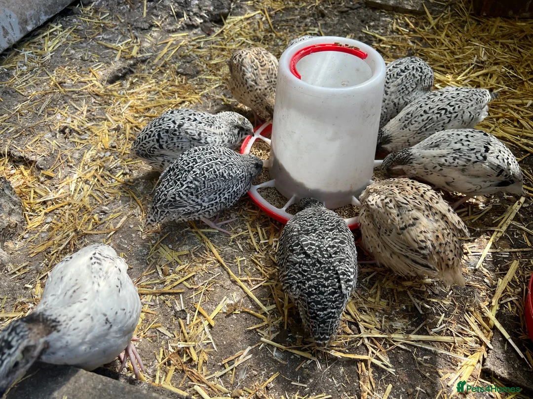 Quail poultry for sale: Jumbo Coturnix Quails - Advert 2