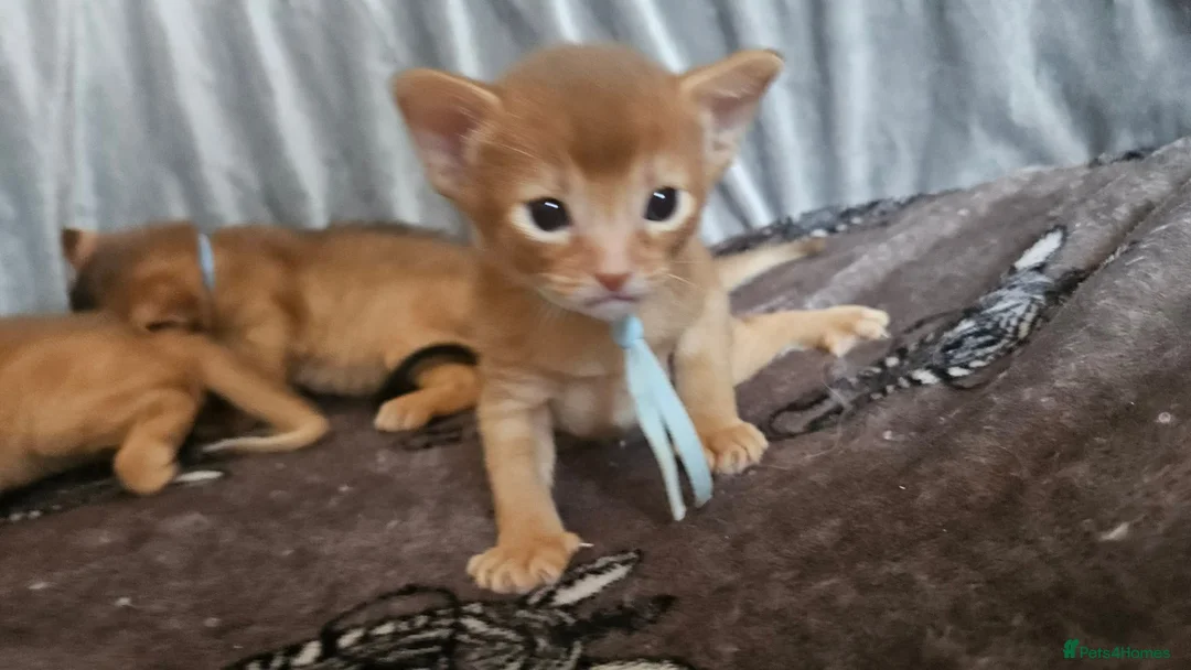 Abyssinian cats for sale: Abyssinian kittens for sale - Advert 2