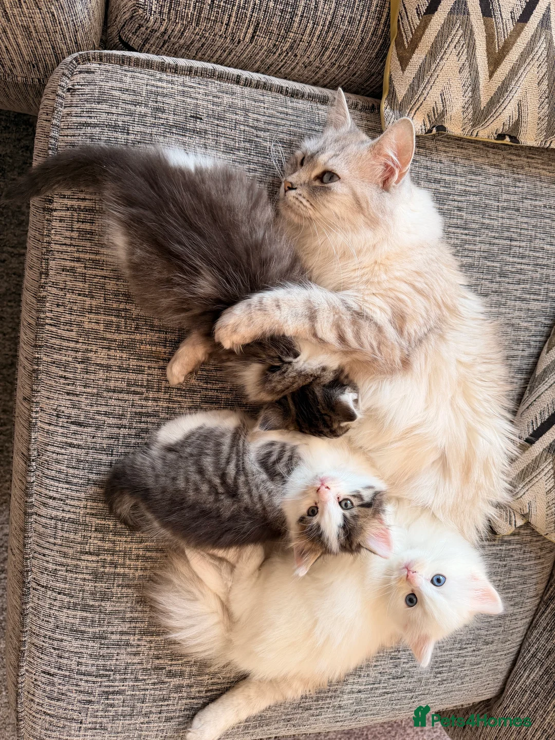 Mixed Breed cats for sale: Ragdoll x Turkish Angora last Three kittens Left - Advert 2