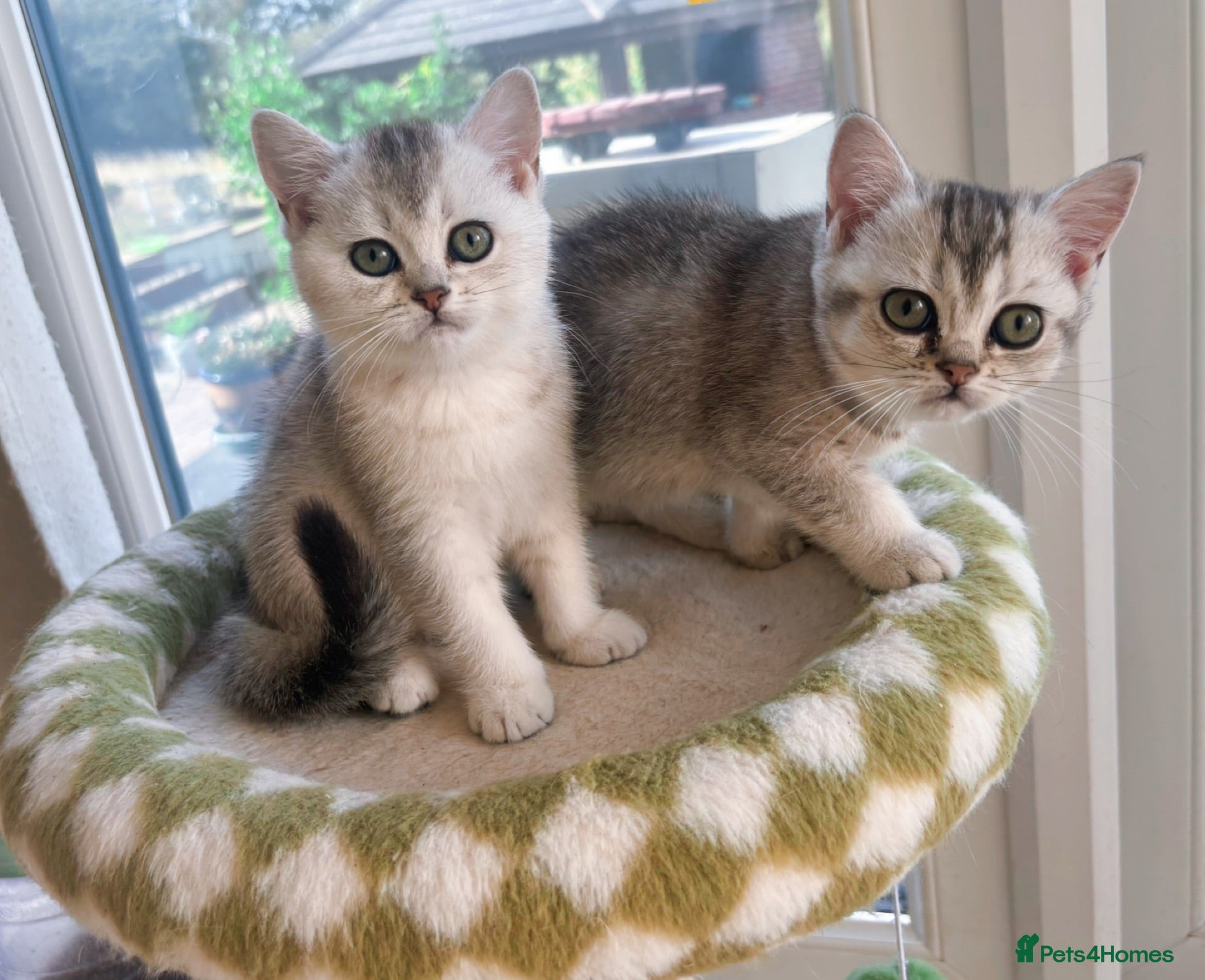 British Shorthair cats 🌟GCCF British short hair Silver chinchilla boys - Advert 5