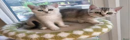 British Shorthair cats for sale: READY NOW! GCCF Register, Silver chinchilla Girls - Advert 8