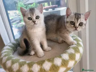 British Shorthair cats 🌟GCCF British short hair Silver chinchilla boys - Advert 5