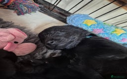 Labrador Retriever dogs for sale: Labrador/ retriever puppies  - Advert 2