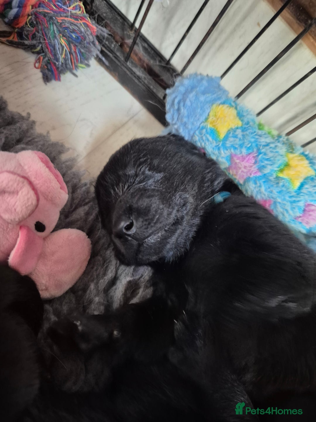 Labrador Retriever dogs for sale: Labrador/ retriever puppies  - Advert 2