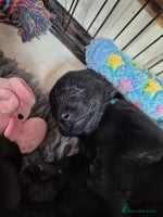 Labrador Retriever dogs Labrador/ retriever puppies - Advert 15