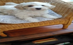Cavachon dogs for sale:  🐾 Cavapoochon Puppies! 🐾 - Image 14