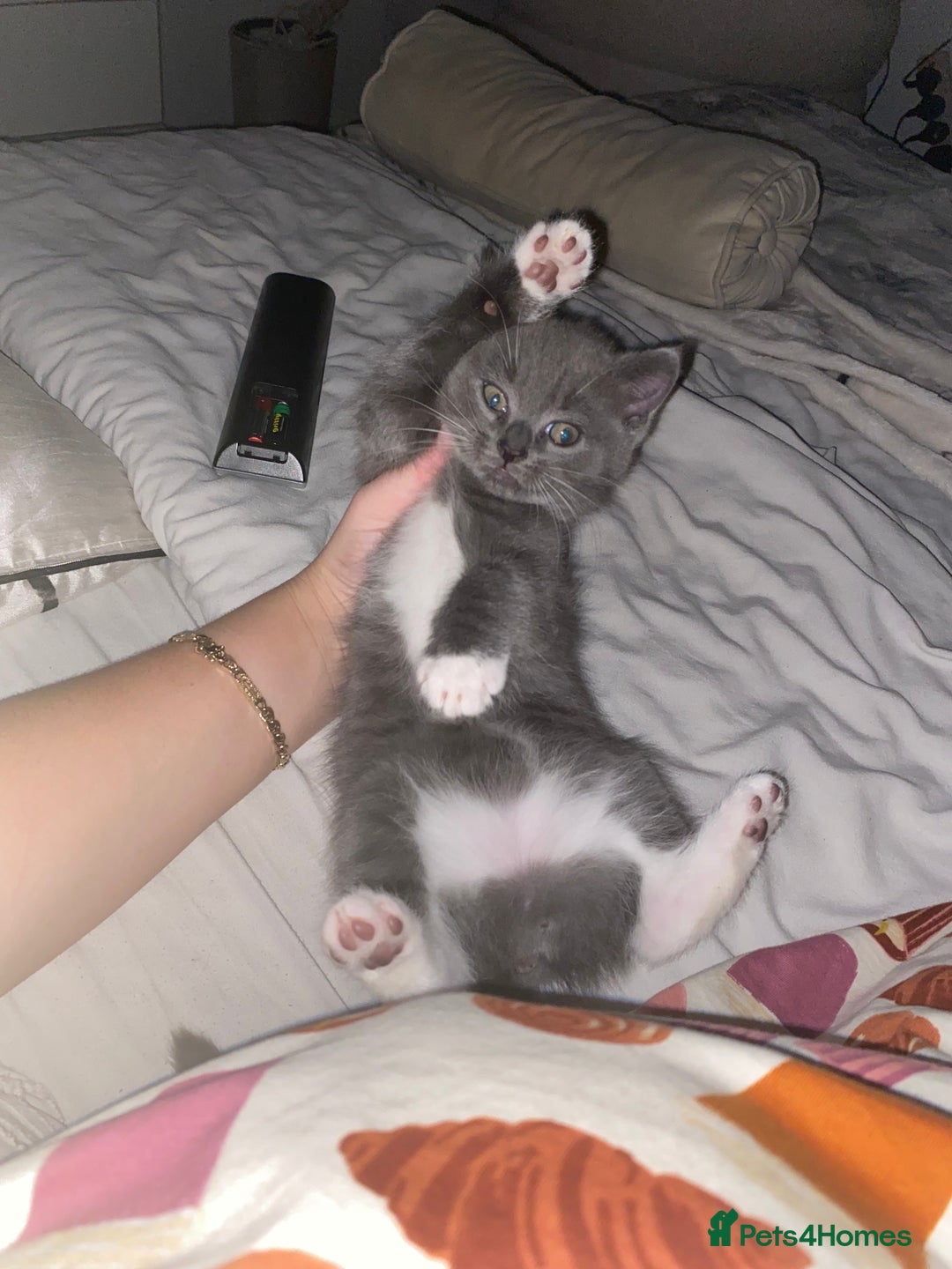British Shorthair cats for sale: British shorthaired grey boy available now!  - Advert 5