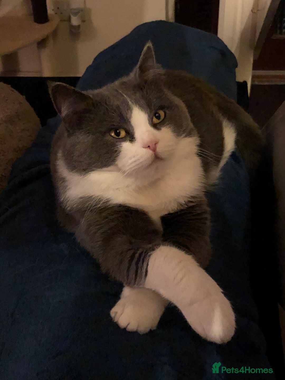 Ragdoll cats for sale: 7yr old Brothers need new home!! - Image 8