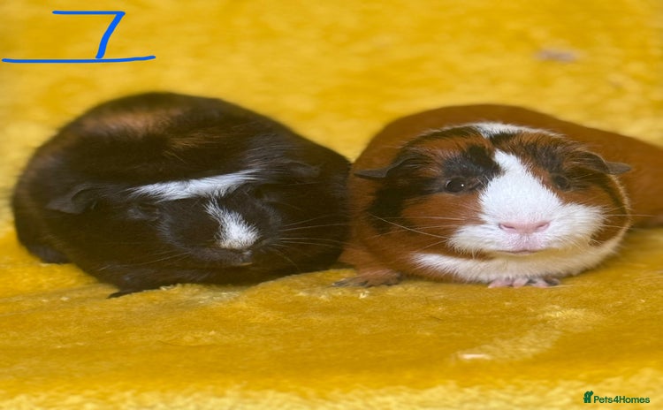 Guinea Pig rodents - Advert 3