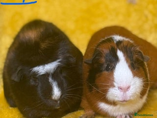 Guinea Pig rodents - Advert 26