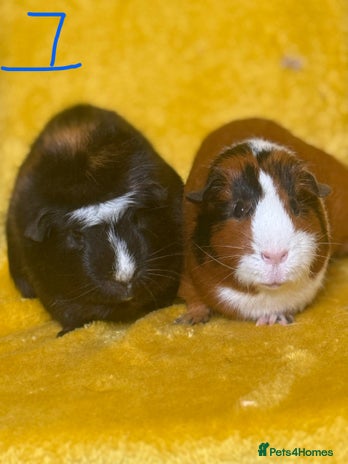 Guinea Pig rodents - Advert 15