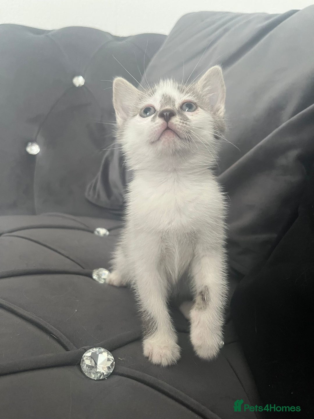 Mixed Breed cats for sale: Lovely kittens - Image 4