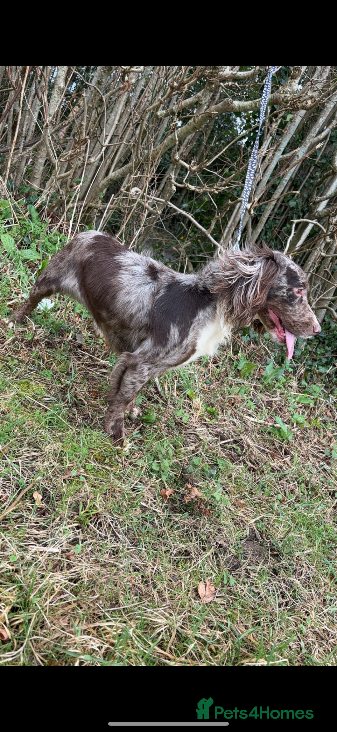 Cocker Spaniel dogs for sale: Cocker spaniel puppies - Advert 3