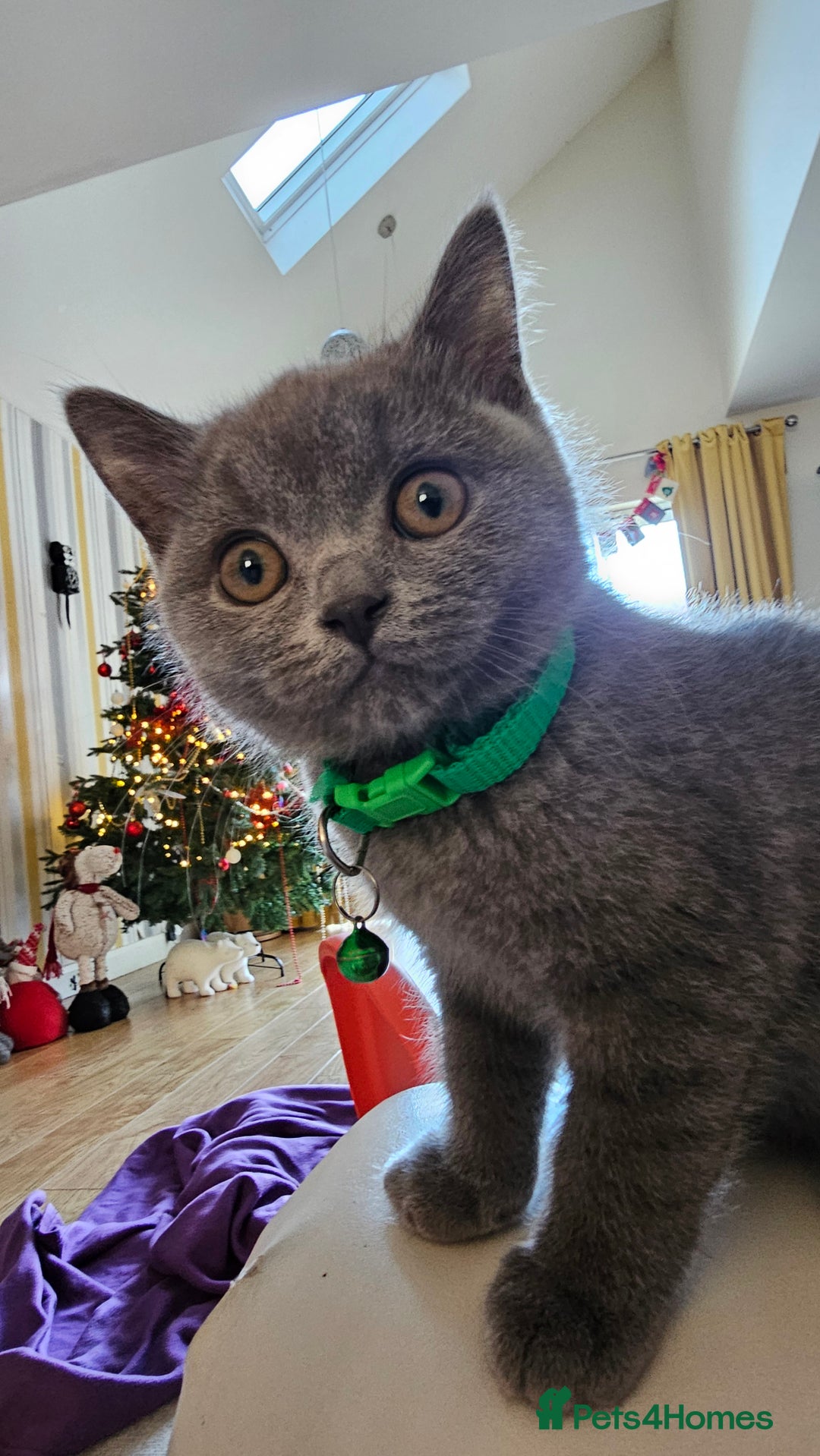 British Shorthair cats for sale: Beautiful Pedigree British Blue Kittens  🐾 - Advert 34