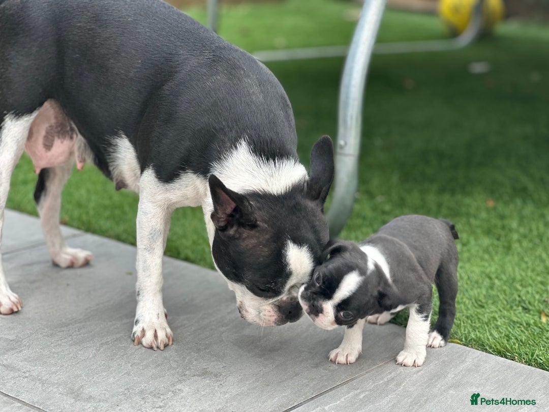 Boston Terrier dogs for sale: WILDAX Boston Terrier pups (2 girls left!) - Image 18