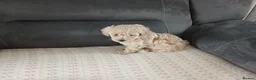 Maltipoo dogs for sale: Maltipoo puppies - Advert 29