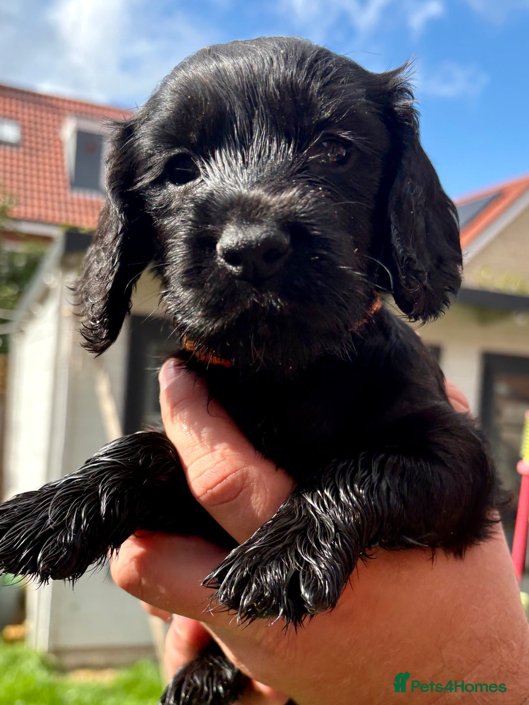 Cocker Spaniel dogs for sale: Cocker Spaniel puppies - Image 5