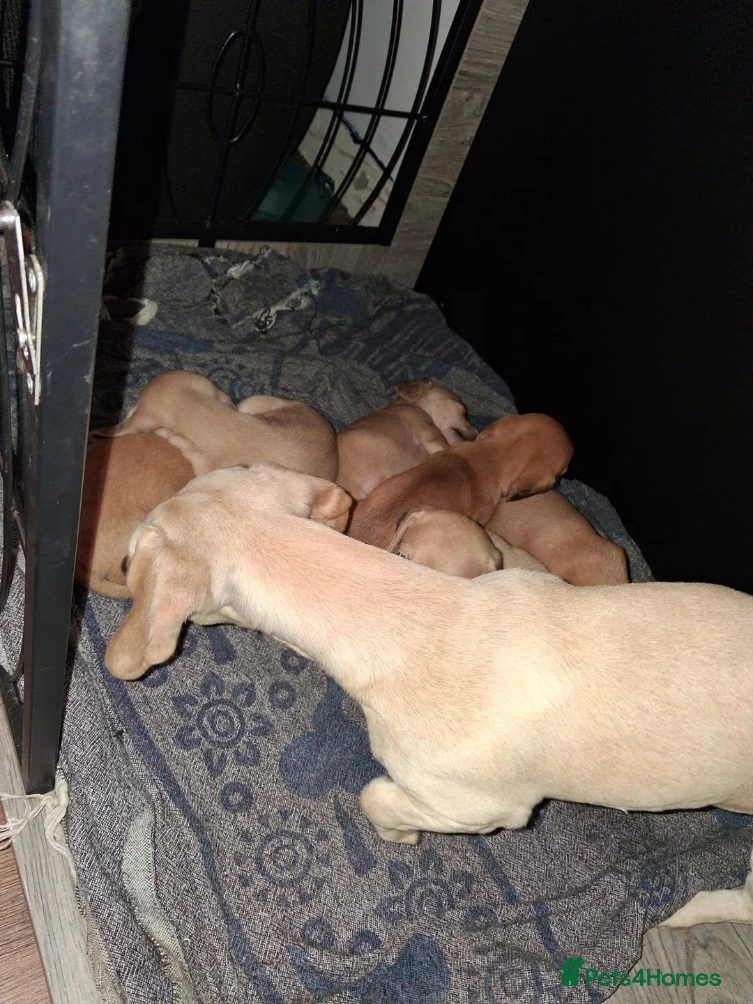 Dachshund dogs for sale: Dachshund puppies - Advert 13