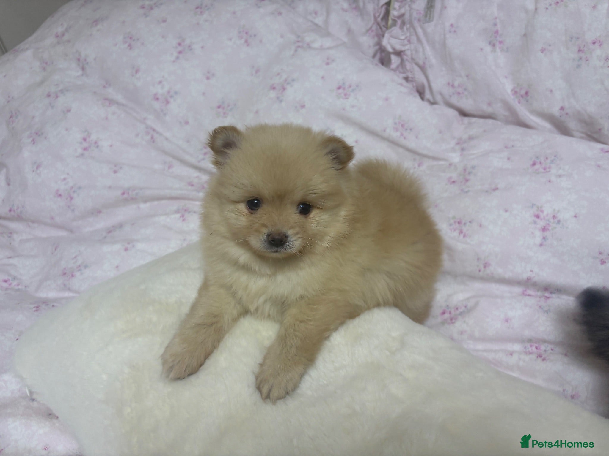 Pomeranian dogs 🐻 Adorable Teddy Bear puppies 1 girl and 3 boys🐻 - Advert 2