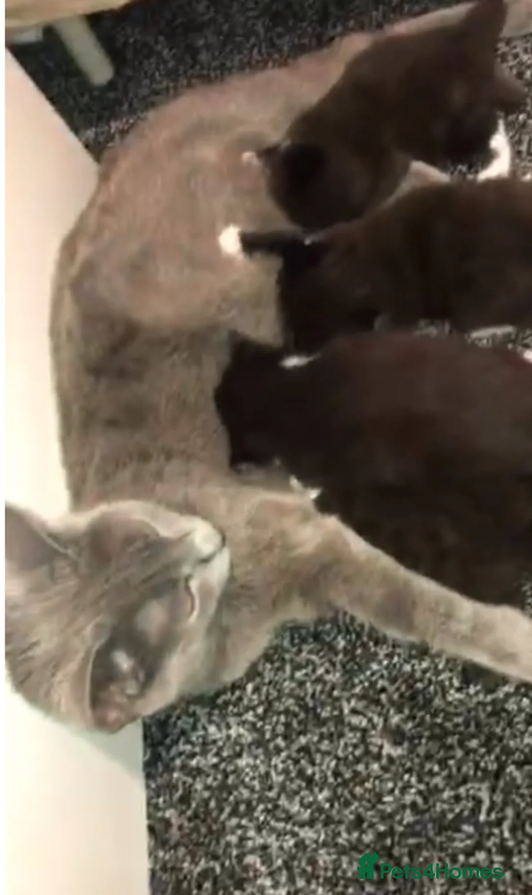 Ragdoll cats for sale: British short hair x rag doll  - Advert 7