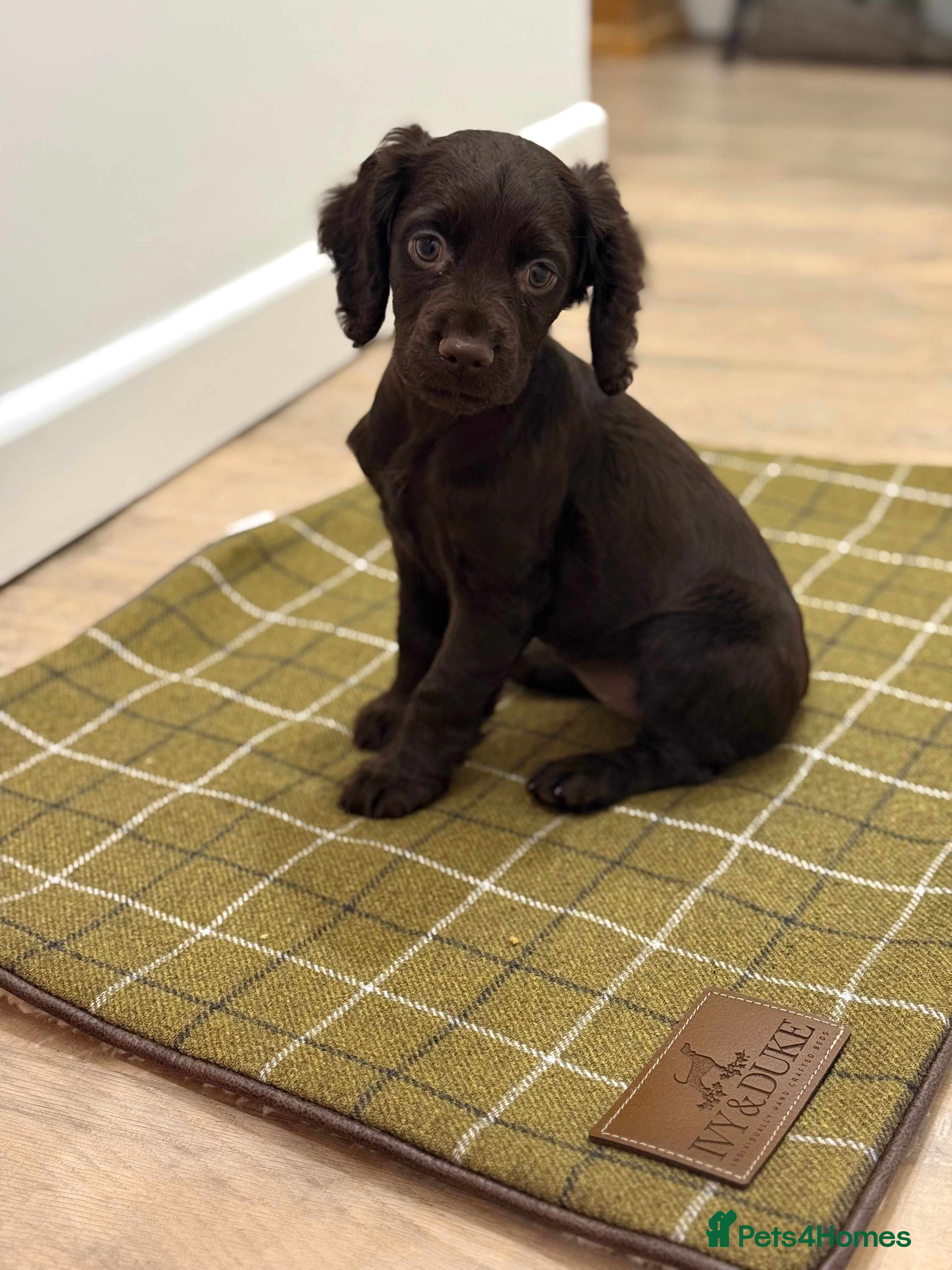 Cocker Spaniel dogs Outstanding Working Cocker Spaniel Puppy Female - Advert 10