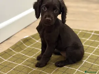 Cocker Spaniel dogs Outstanding Working Cocker Spaniel Puppy Female - Advert 10