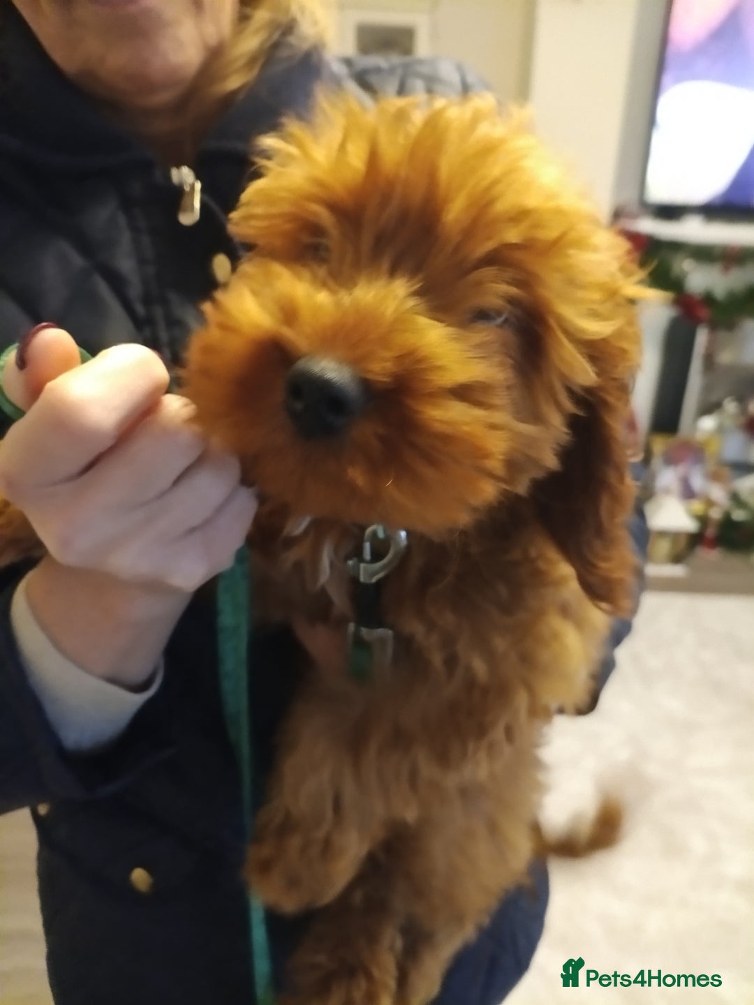 Cockapoo dogs for sale: Cockapoo girl red f1  - Advert 5