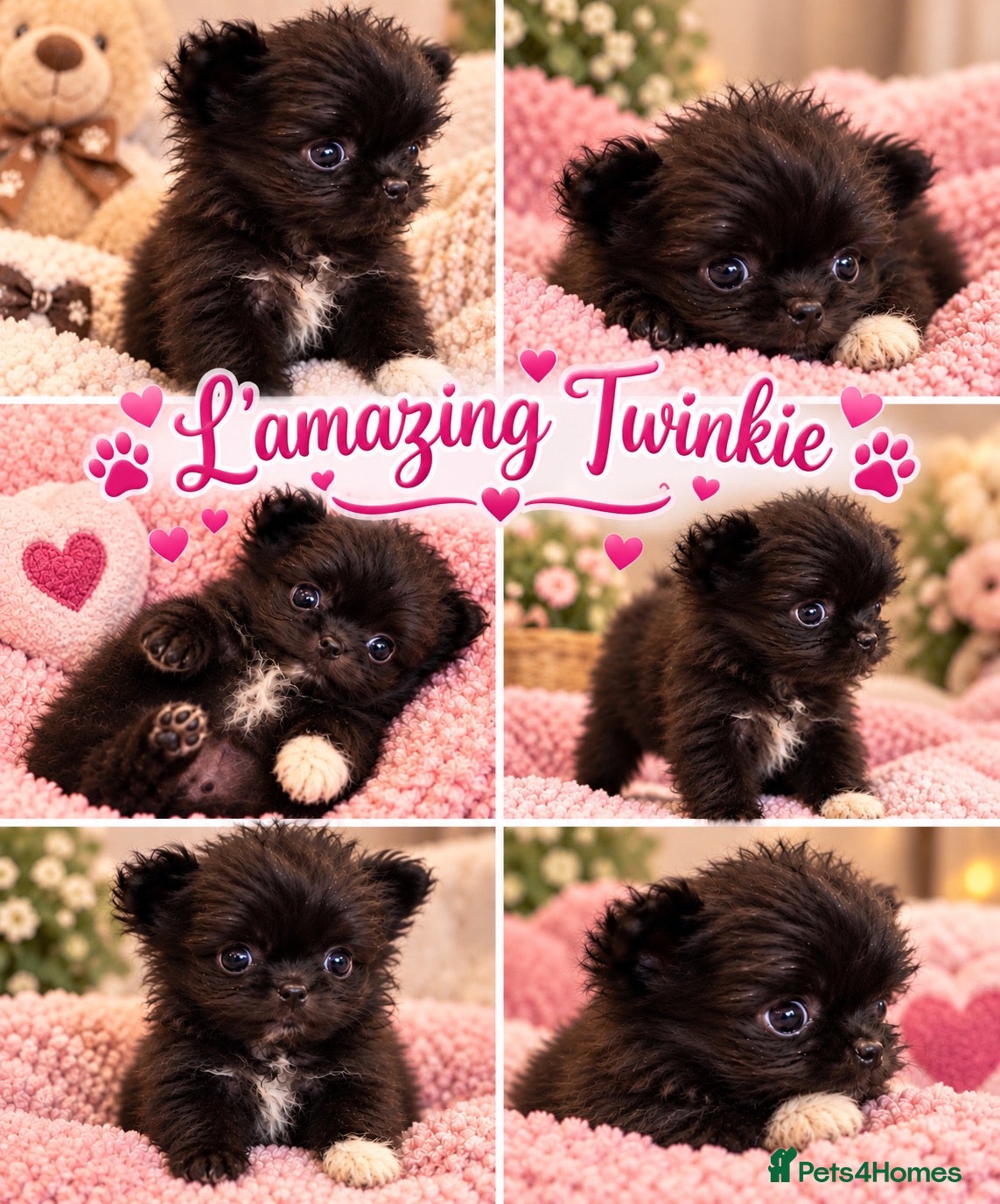Mixed Breed dogs EXQUISITE micro Malchi pups DWKC reg 5* licensed - Advert 1