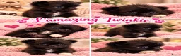 Mixed Breed dogs for sale: EXQUISITE micro Malchi pups DWKC reg 5* licensed - Advert 11