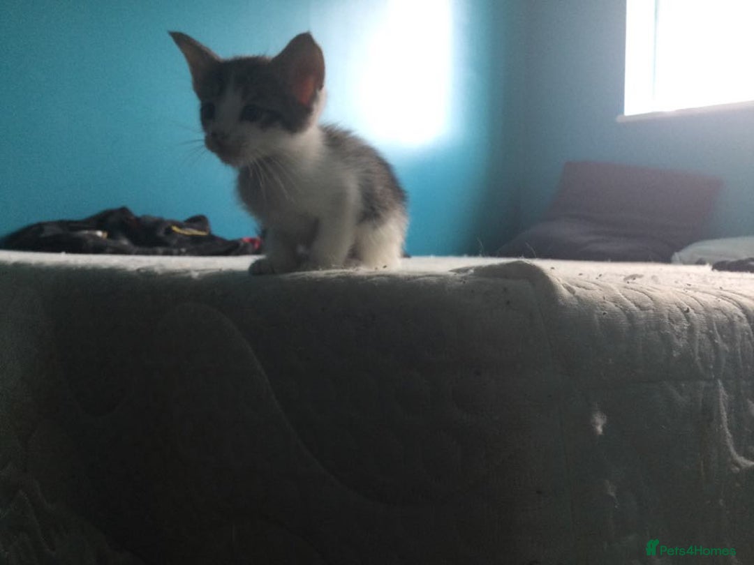Mixed Breed cats for sale: Very frendly kittens - Image 2