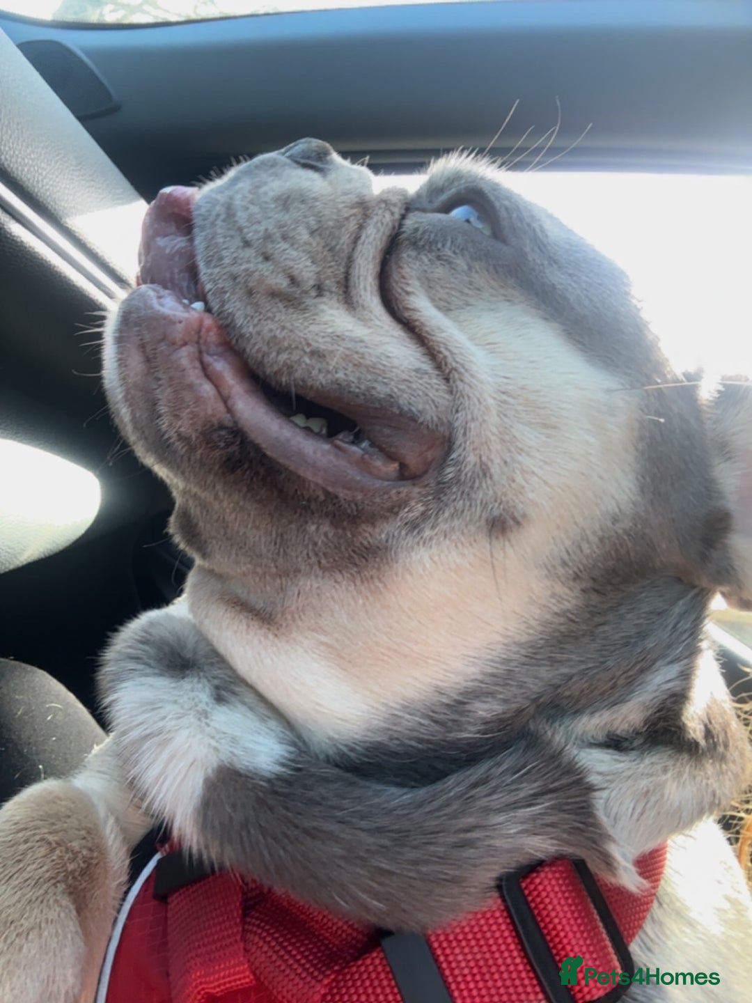French Bulldog dogs for stud: 🩵Gorgeous Pedigree Stud Archie🩵 - Image 5