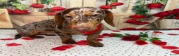 Miniature Dachshund dogs for stud: Chocolate and tan dapple- see DNA in description in Sunderland - Advert 5