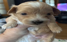 Maltipoo dogs for sale: F1 maltipoo puppies  - Image 10