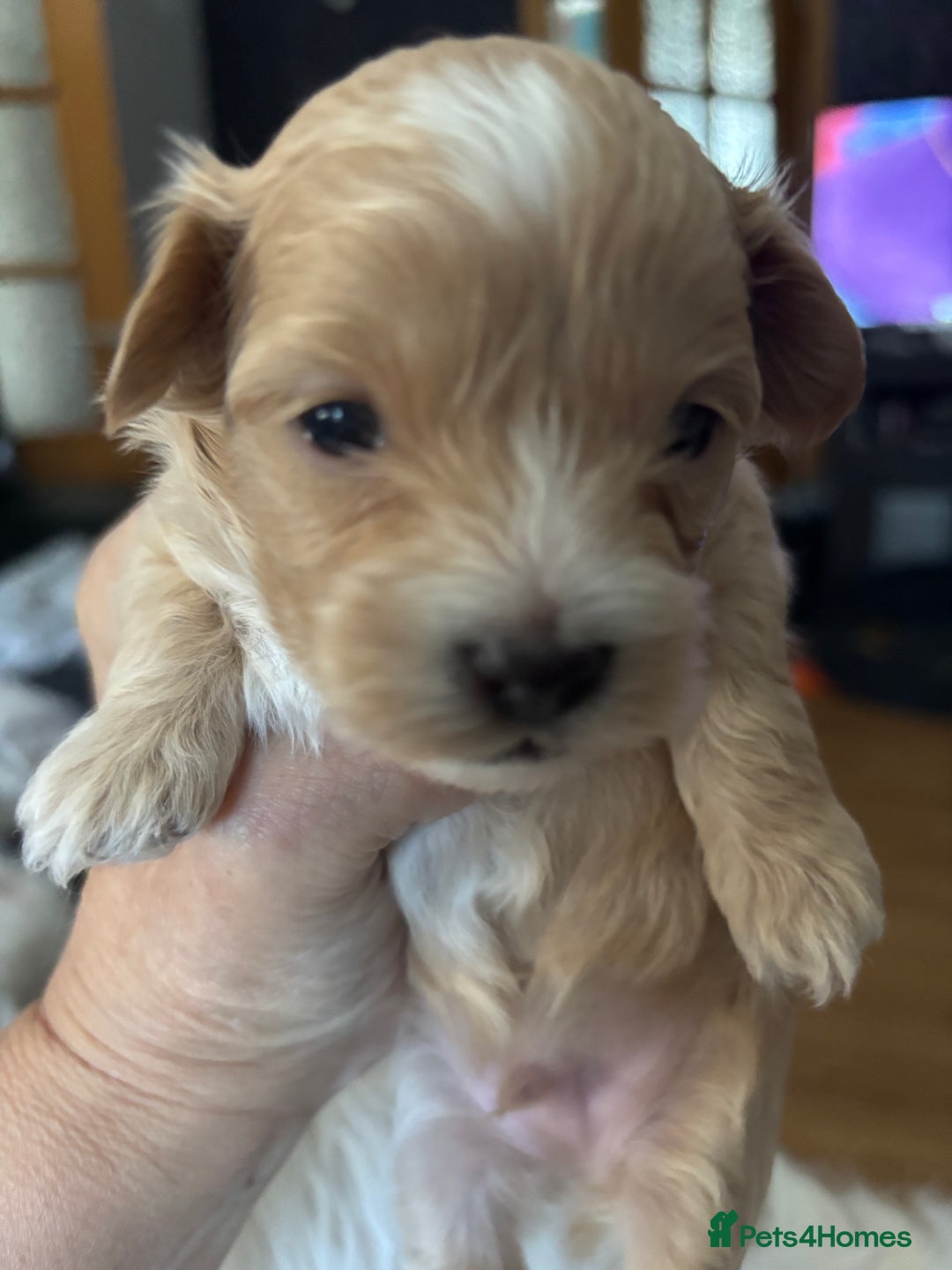 Maltipoo dogs for sale: F1 maltipoo puppies  - Image 10