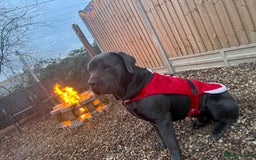 Cane Corso dogs for sale: Urgent! Stunning boy looking for a new home! - Image 8