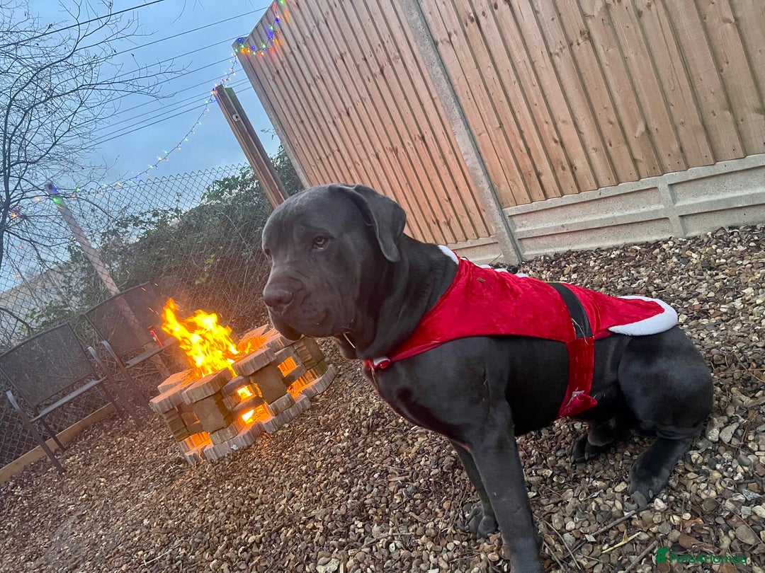 Cane Corso dogs for sale: Urgent! Stunning boy looking for a new home! - Image 8