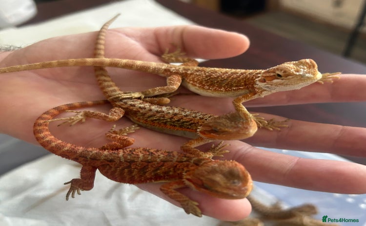 Bearded Dragon reptiles - Advert 5