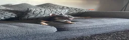 French Bulldog dogs for sale: French bulldog puppies  in Carluke - Advert 2