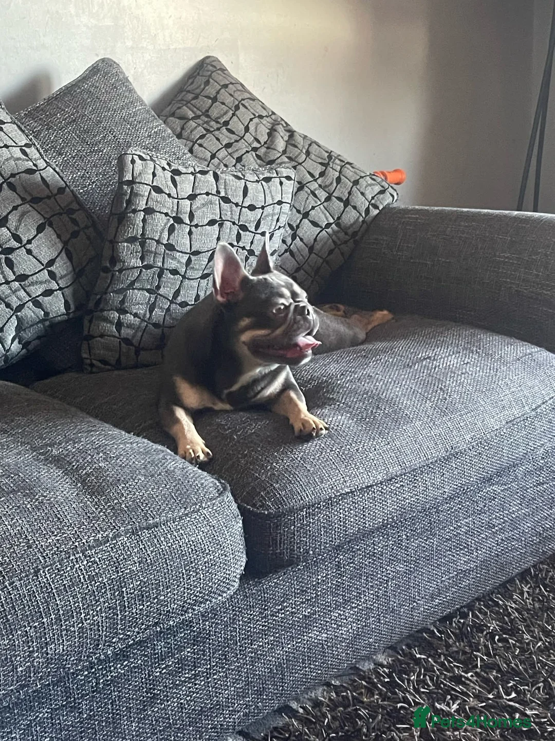 French Bulldog dogs for sale: French bulldog puppies  in Carluke - Advert 2