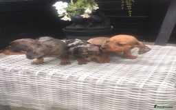 Dachshund dogs for sale: Ready now 5 miniature dashound    - Image 4