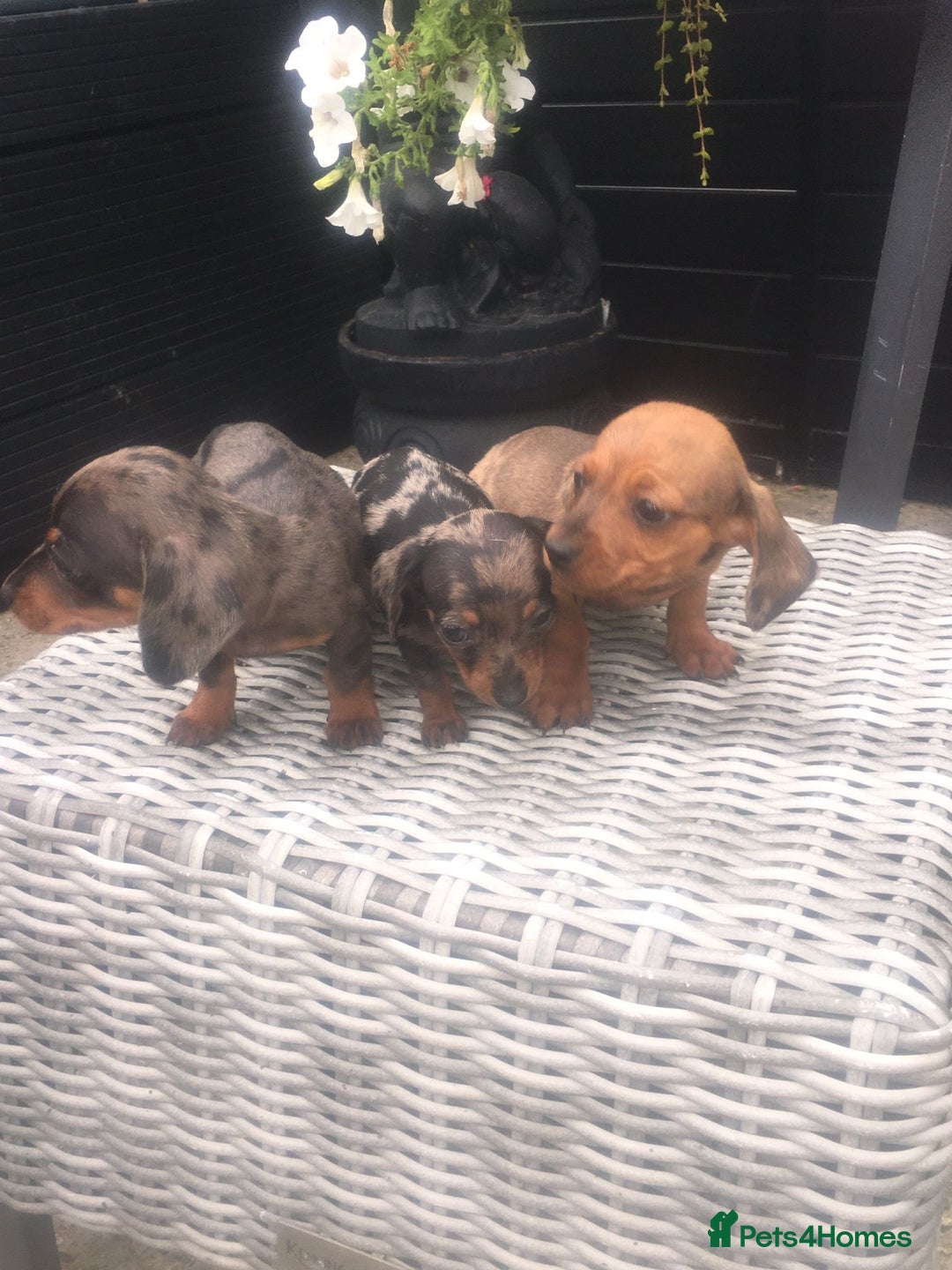Dachshund dogs for sale: Ready now 5 miniature dashound    - Image 4