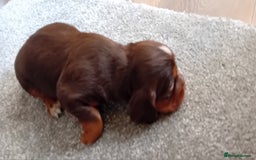 Cocker Spaniel dogs for sale: Working cocker wocker puppies - Image 7